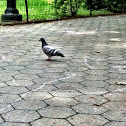 Rock dove