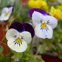 Viola x wittrockiana. Pensamiento
