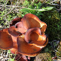 Cogumelo