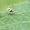 Unknown Moth
