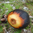 Asian Palmyra Palm, Toddy Palm, Sugar Palm
