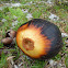 Asian Palmyra Palm, Toddy Palm, Sugar Palm