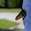 Mayfly