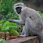 Vervet Monkey