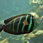 Sailfin Tang