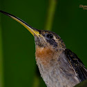 Band-tailed Barbthroat