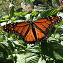 Monarch Butterfly