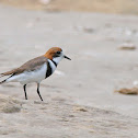 Chorlito doble collar (Two-Banded Plover)