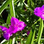 Spiderwort 