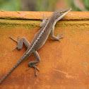 Green Anole