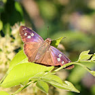 Manuel's Skipper / Patrón de Manuel