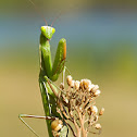 Praying mantis