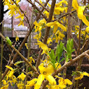 Forsythia