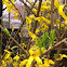 Forsythia