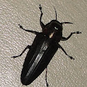 Insect