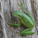 Green Tree Frog