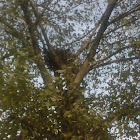 Nest of Black Kites