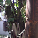 Garden Lizard