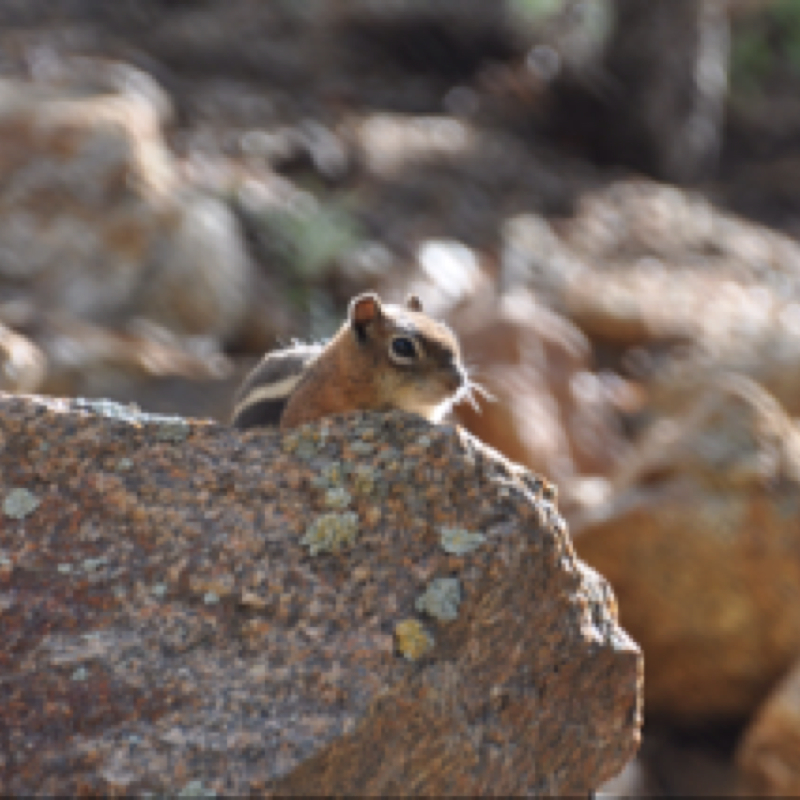 Golden-mantled Ground Squirrel