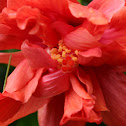 Hibiscus Mutabilis