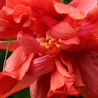 Hibiscus Mutabilis