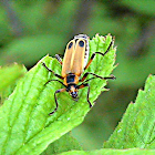 Margined Leatherwing