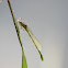 Unknown Damselfly