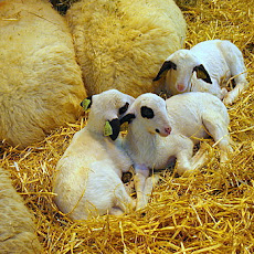 Dark Mocha Lamb