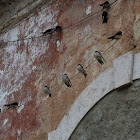 Common House Martin