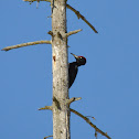 Black Woodpecker