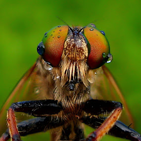 Predator's Eyes by Iwan Ramawan - Animals Insects & Spiders ( pocket shot )