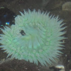 Giant Green Anemones