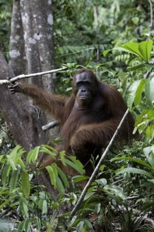 Orangutan-80.jpg