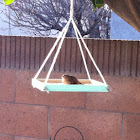 White Crowned Sparrow