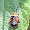 Small Ellipsidion Nymph