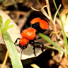 Red velvet ant