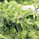 Red-faced Mousebird