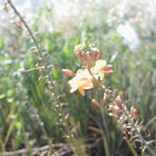 Bulbine