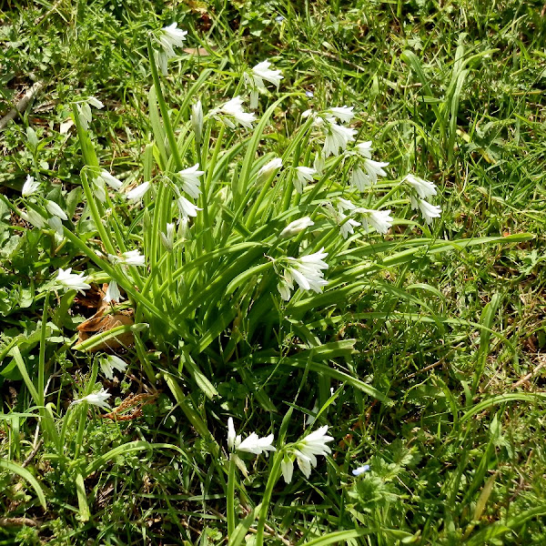 Three cornered garlic/onion weed Project Noah