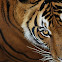 Bengal Tiger