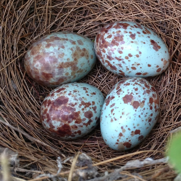 Mockingbird eggs Project Noah