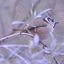Crested Tit