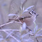 Crested Tit
