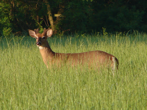 Spotting Image 1