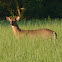 White-tailed Deer
