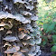 Bracket fungi