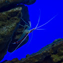 Scarlet Cleaner Shrimp