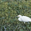 Snowy Egret