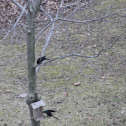 Red-winged Blackbird