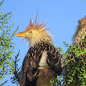 Guira Cuckoo